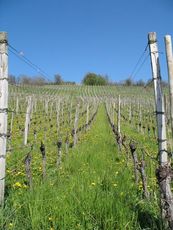 Weil am Rhein Weiler Weinweg 008.jpg